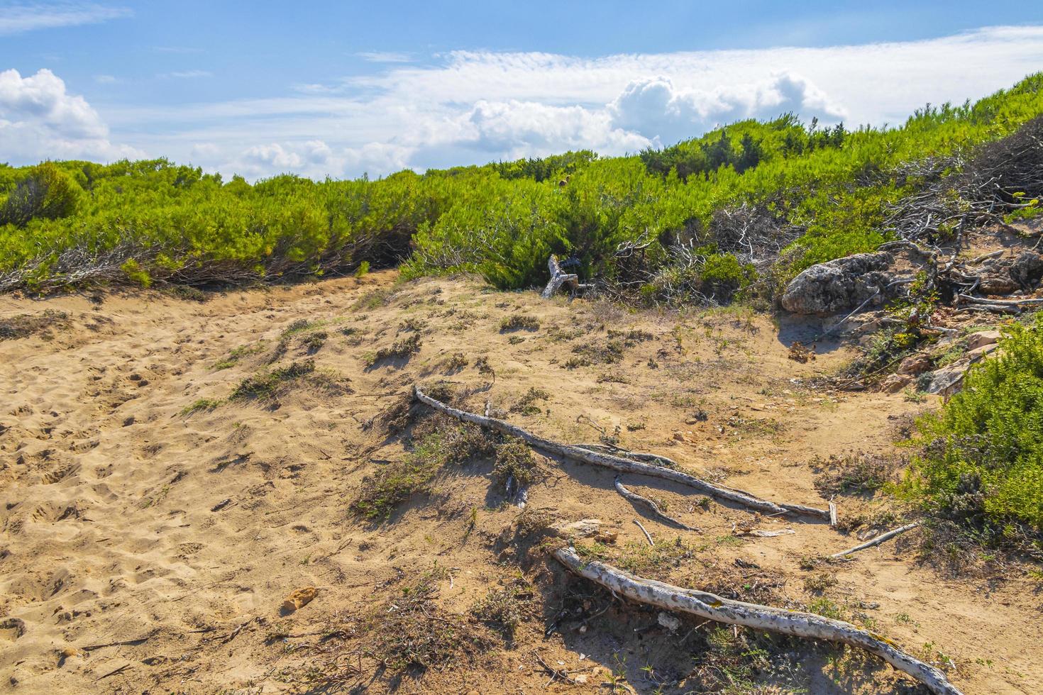 Natural forest landscape trekking path Can Picafort Mallorca Spain. photo