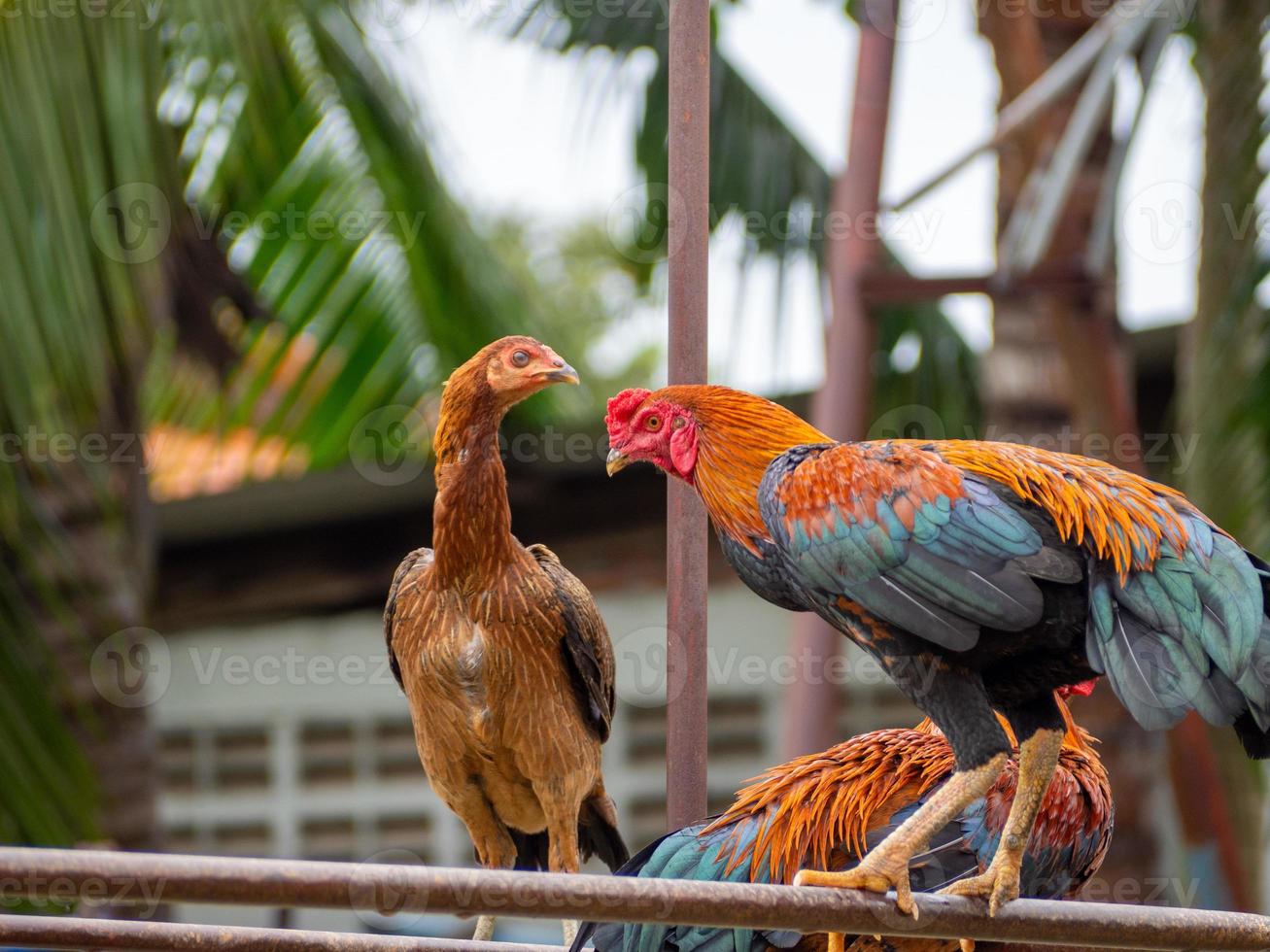 Chicken and nature photo
