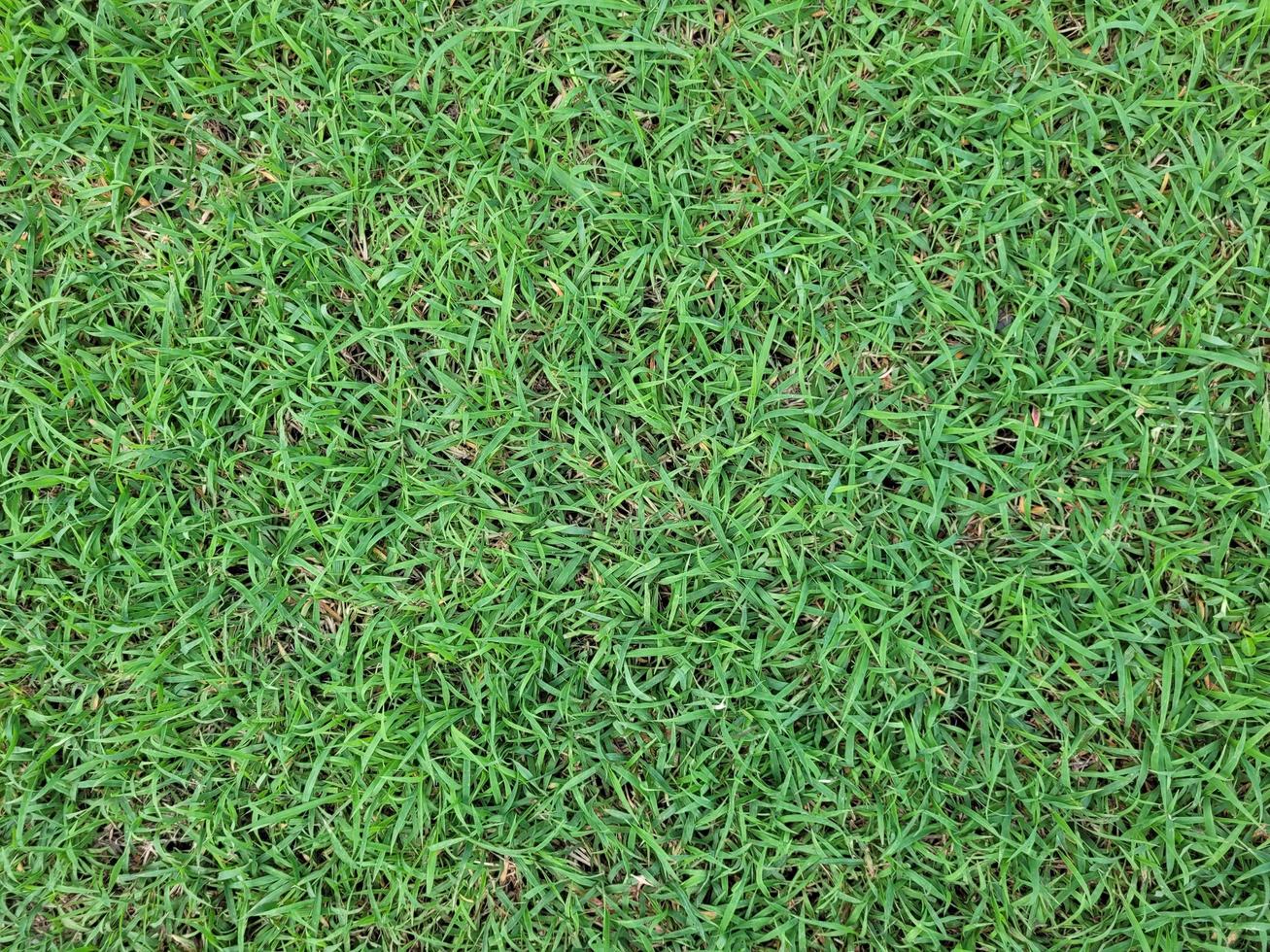 Green grass floor texture background. photo