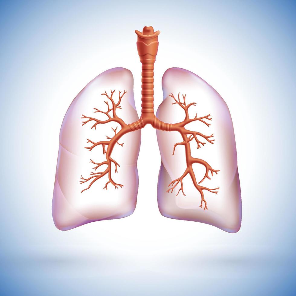 Ilustración 3d del pulmón humano parcialmente transparente para resaltar las ramas respiratorias dentro del pulmón. vector