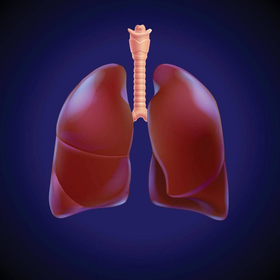 3D illustration of the human lung partially transparent to highlight the respiratory branches within the lung. vector