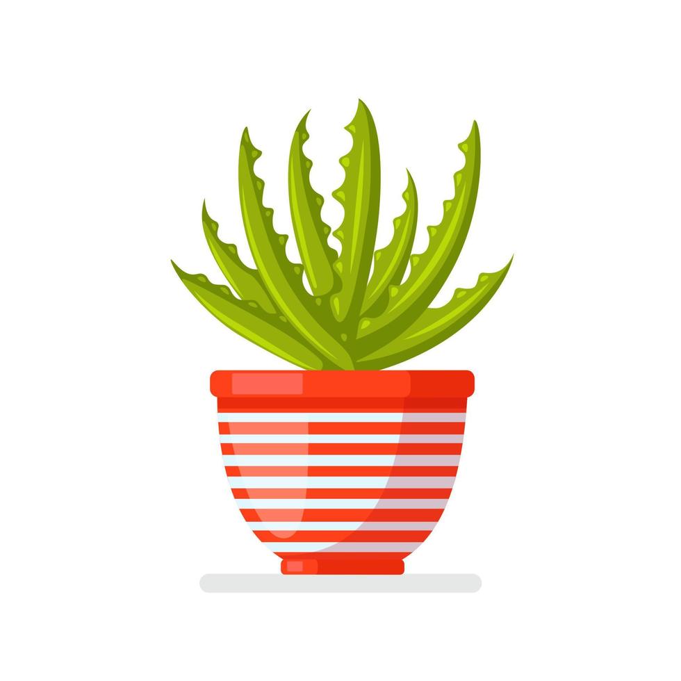 Aloe vera potted plants. Mexican houseplant for hobbies. Vector design