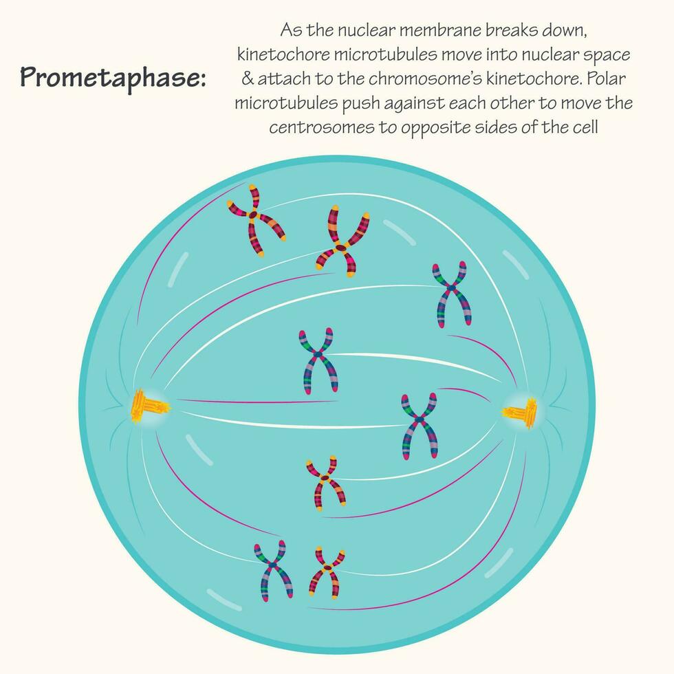 Prometaphase Biology Diagrams