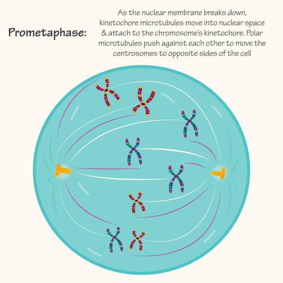 Prometaphase of cell division vector