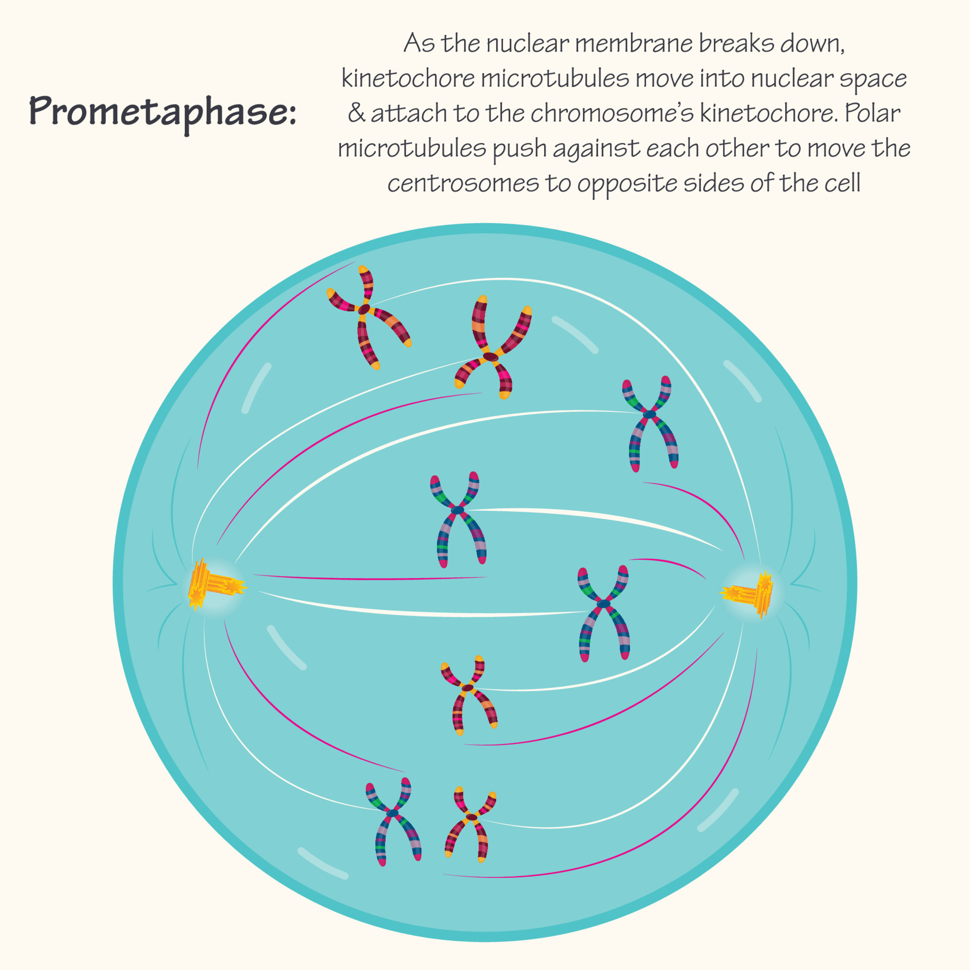 Prometaphase of cell division 6998569 Vector Art at Vecteezy