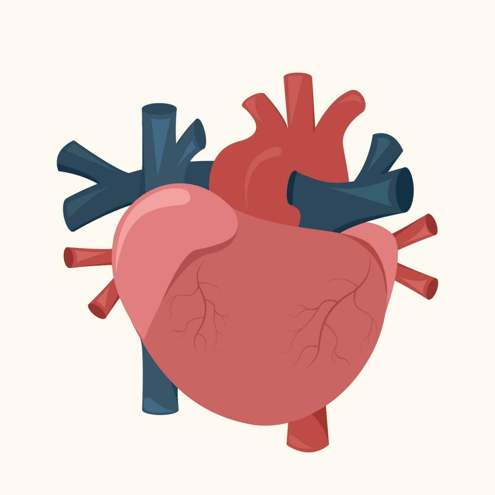 Hand illustration of the human heart vector