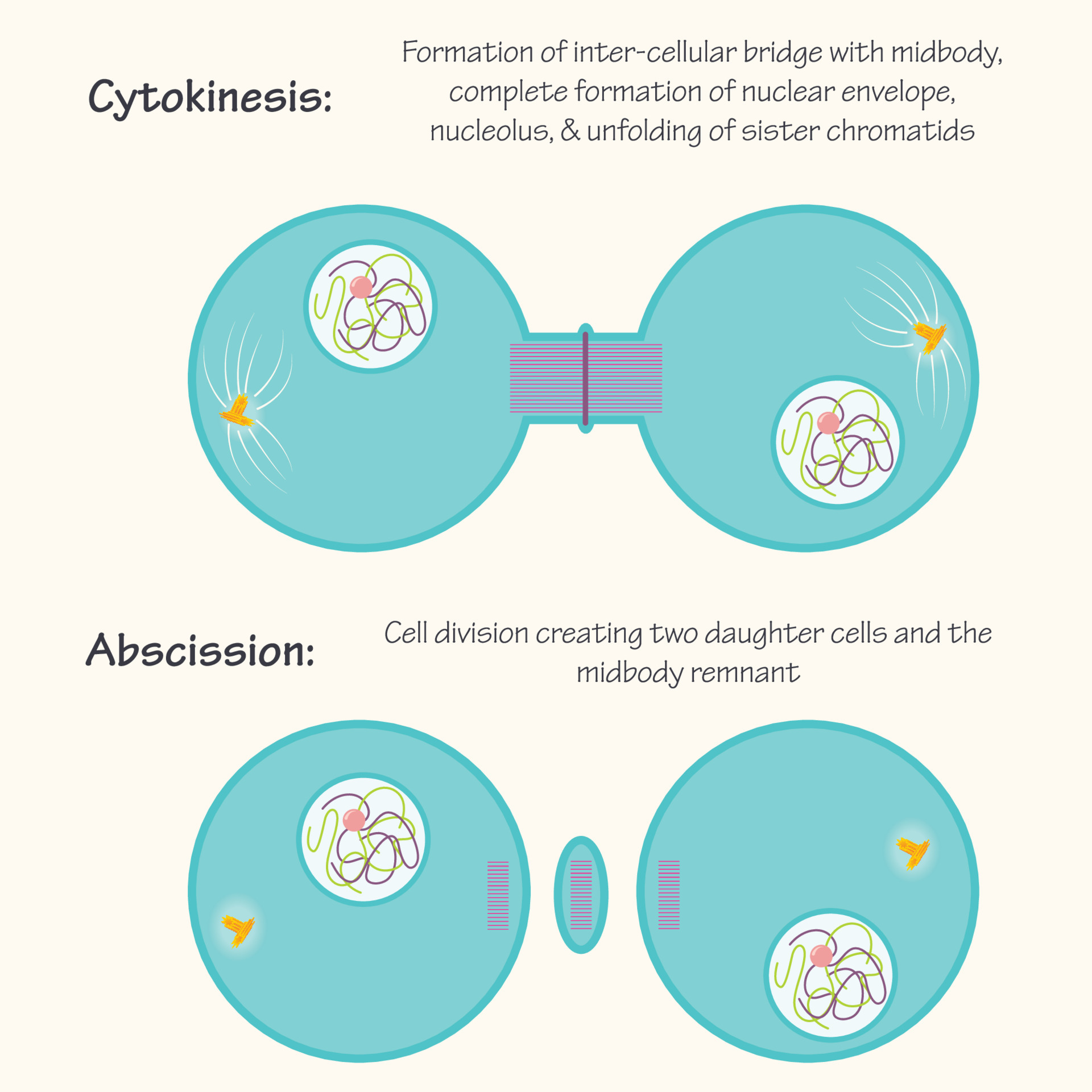 Cytokinesis and abscission stages of mitosis 6998572 Vector ...