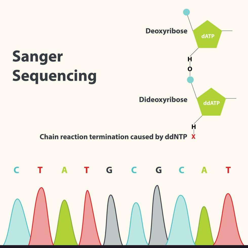 secuenciación de sanger y la diferencia entre didesoxirribosa y desoxirribosa vector