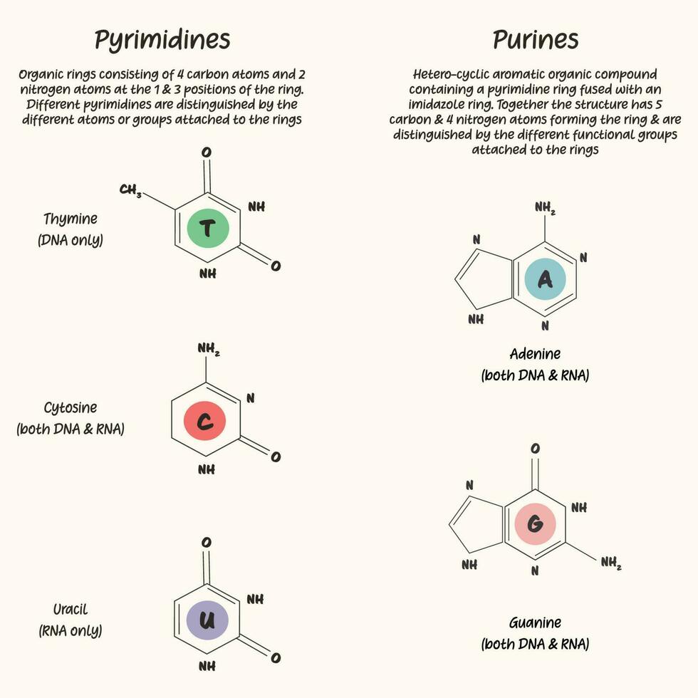 Pyrimidines and Purines vector
