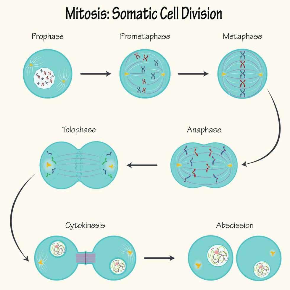 Mitosis Diagram For Kids Biology Diagrams