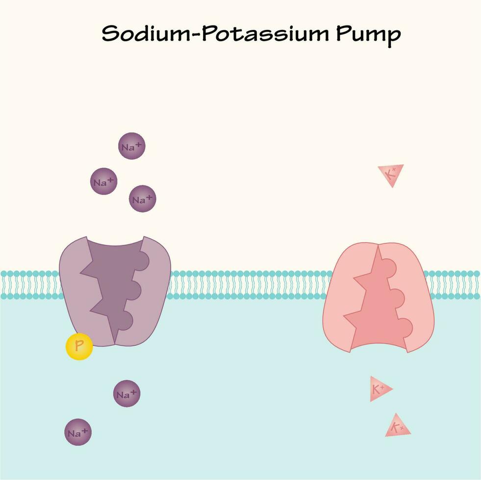 plantilla de bomba de sodio-potasio vector