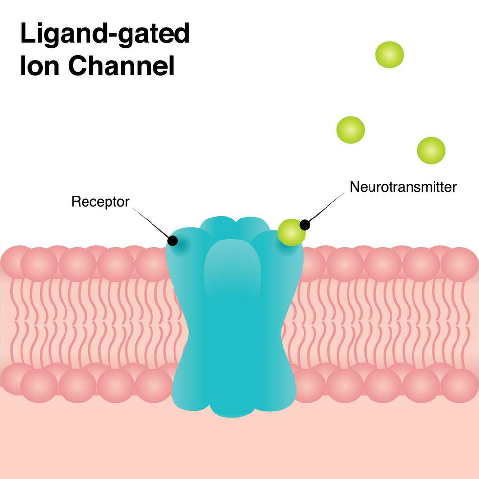 Ligand-gated ion channel diagram vector
