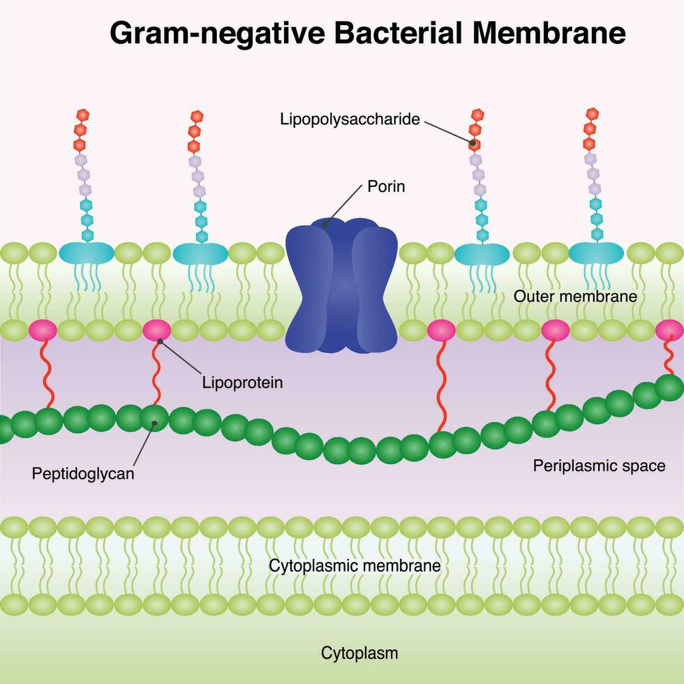 Gram-negative Bacterial Membrane vector