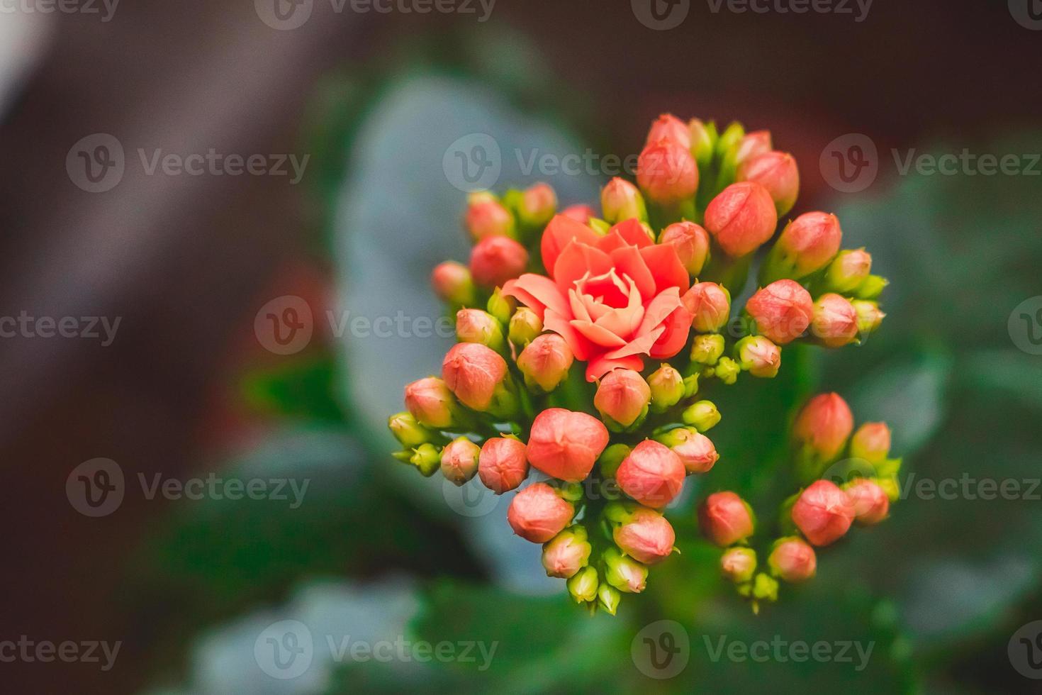 kalanchoe en flor. las flores de coral se cierran. planta medicinal casera en flor. foto