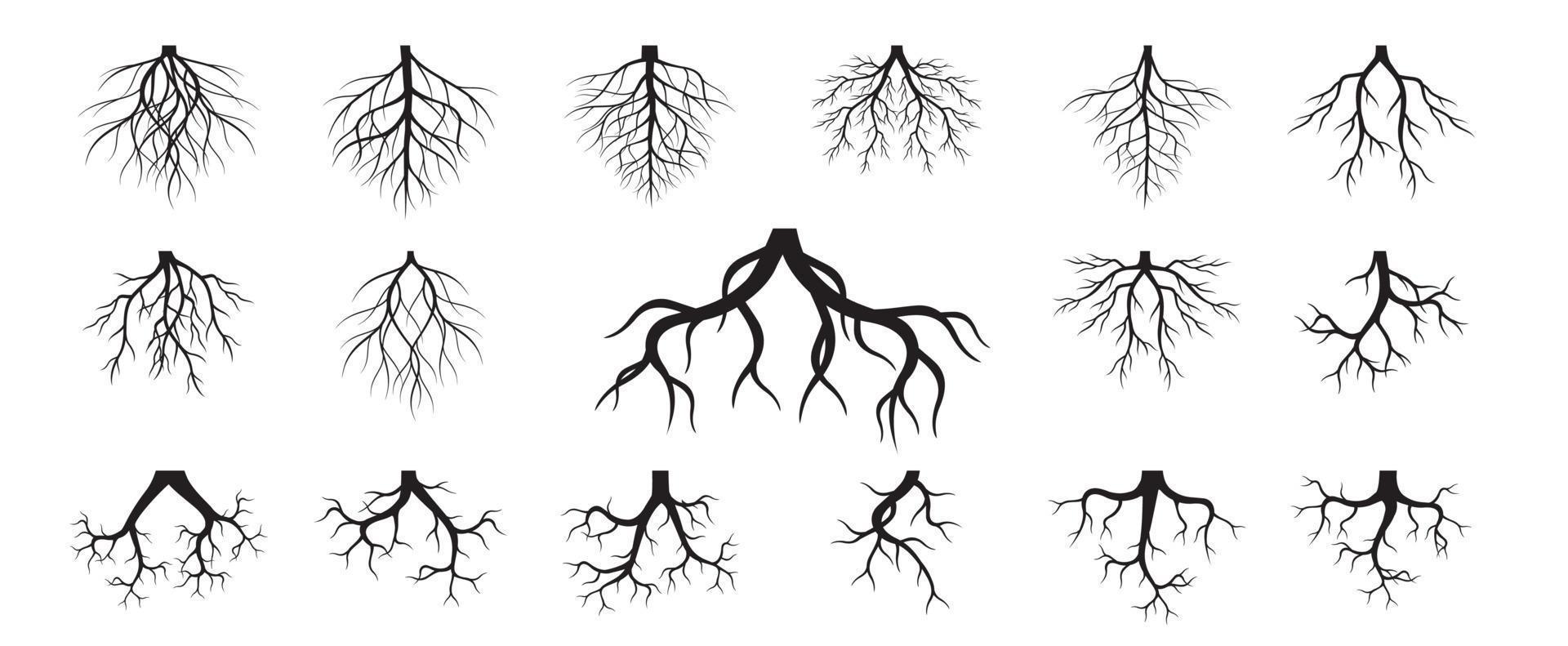 Set of Tree Roots. Vector outline Illustration. Plant in Garden.