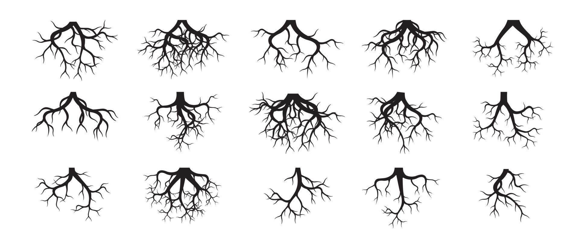 Set of Tree Roots. Vector outline Illustration. Plant in Garden.