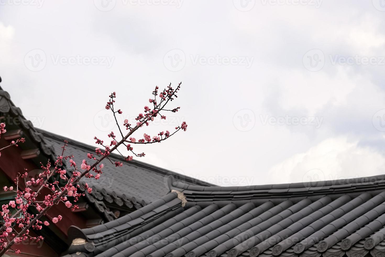 Spring flower plum,A blooming plum flower photo
