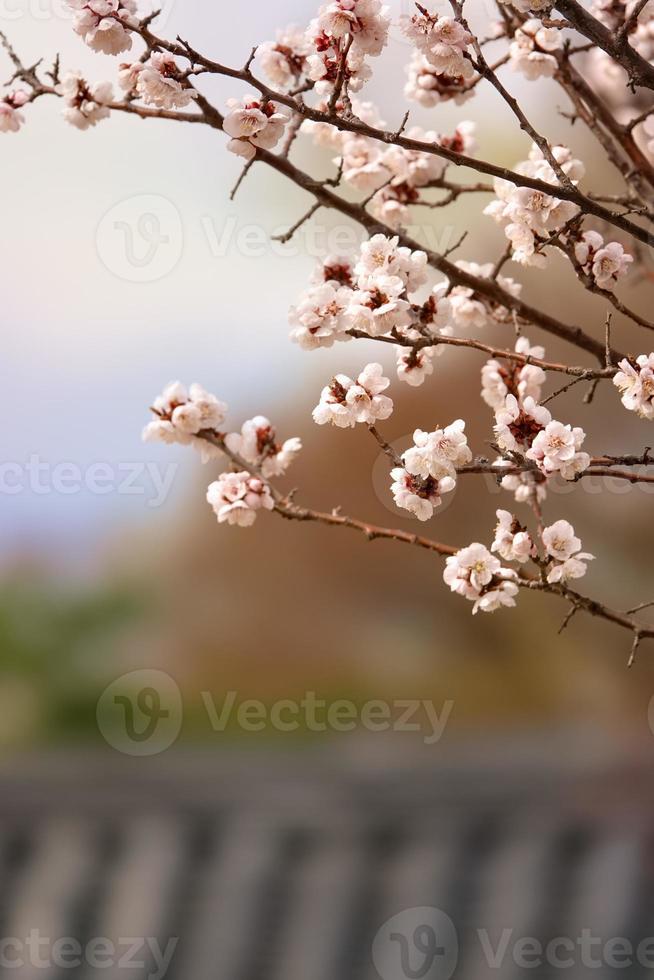 Spring flower plum,A blooming plum flower photo