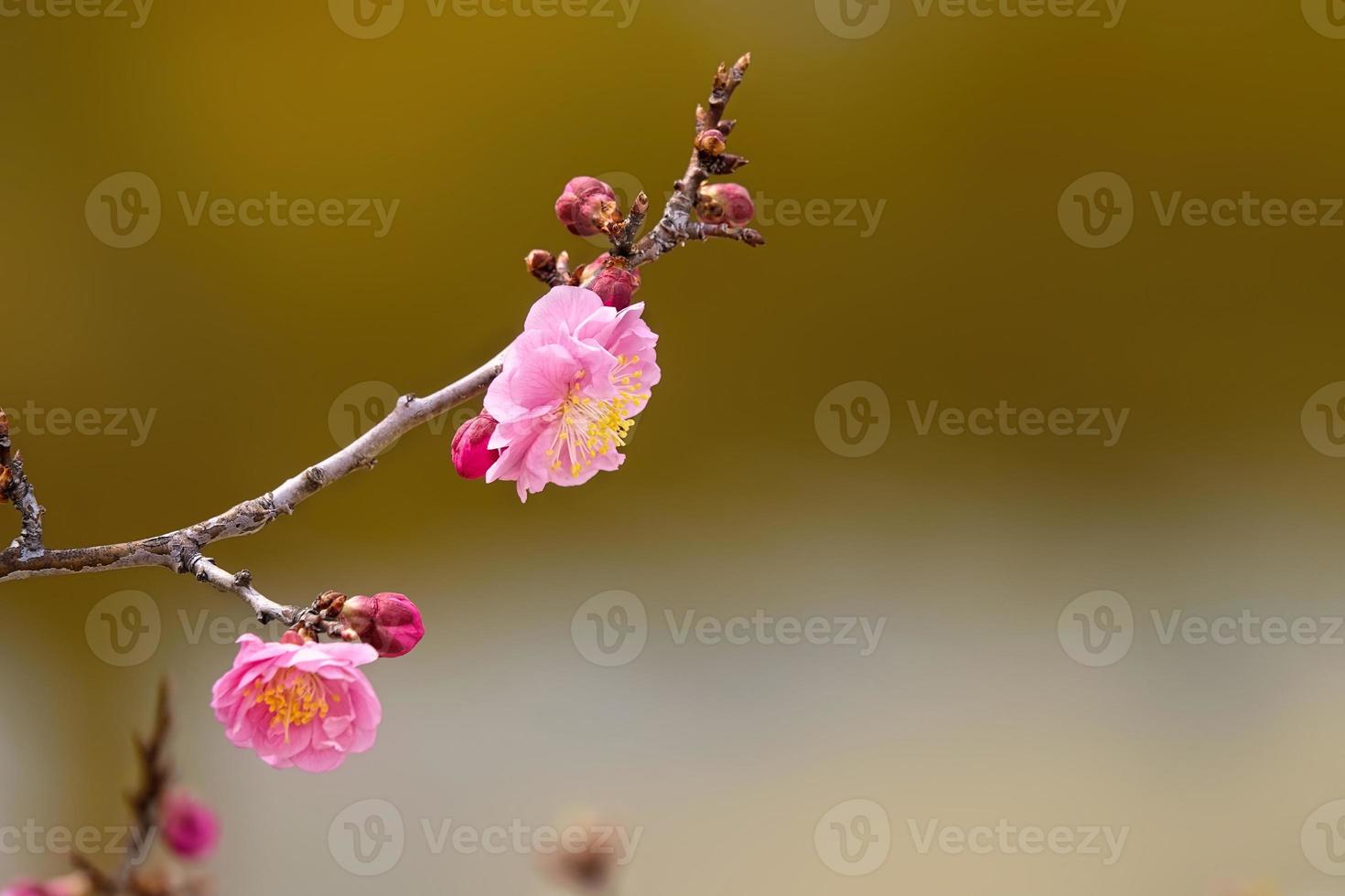 Spring flower plum,A blooming plum flower photo