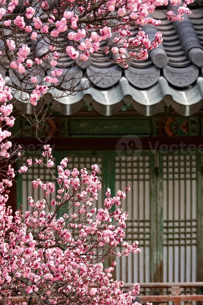 Spring flower plum,A blooming plum flower photo