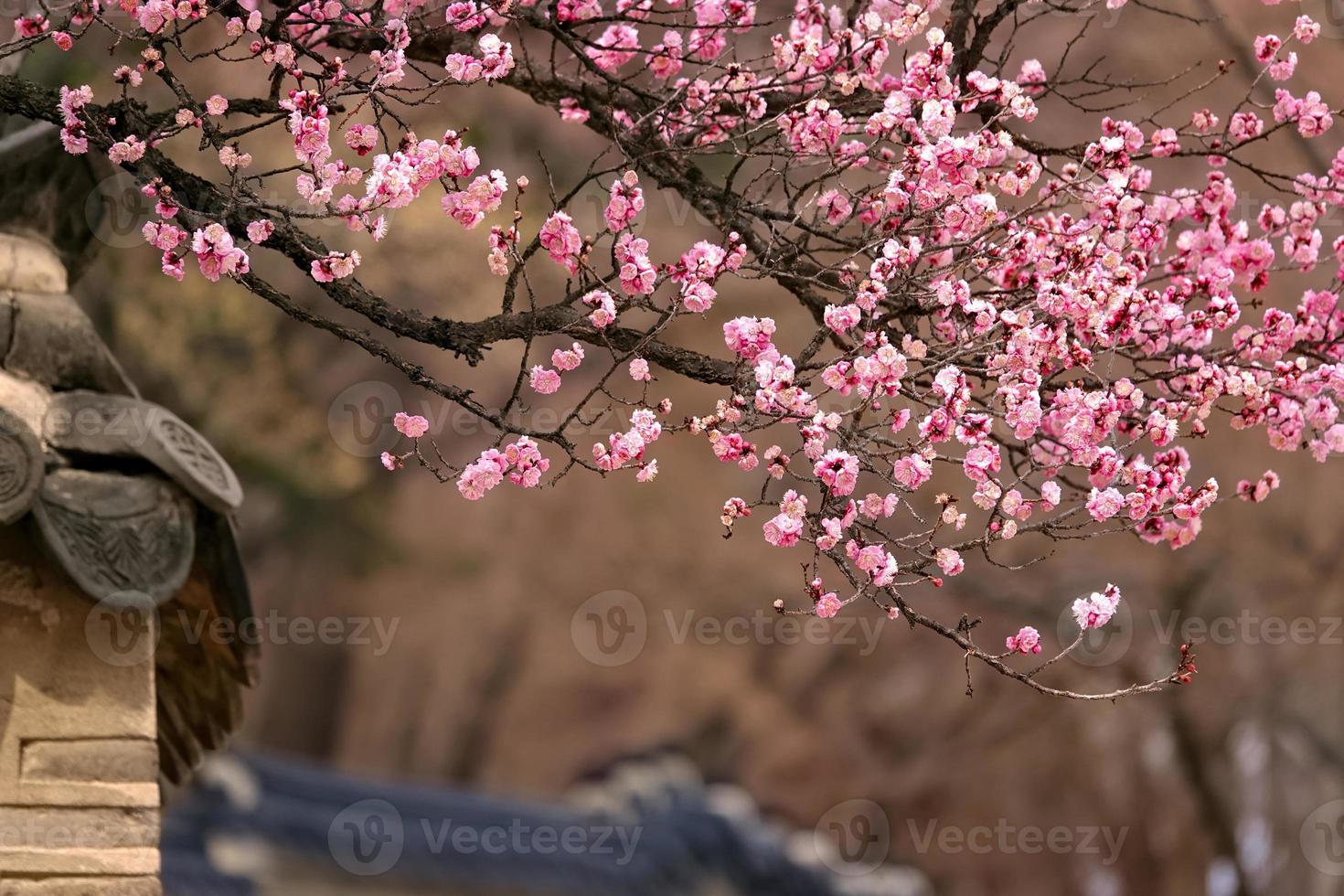 Spring flower plum,A blooming plum flower photo