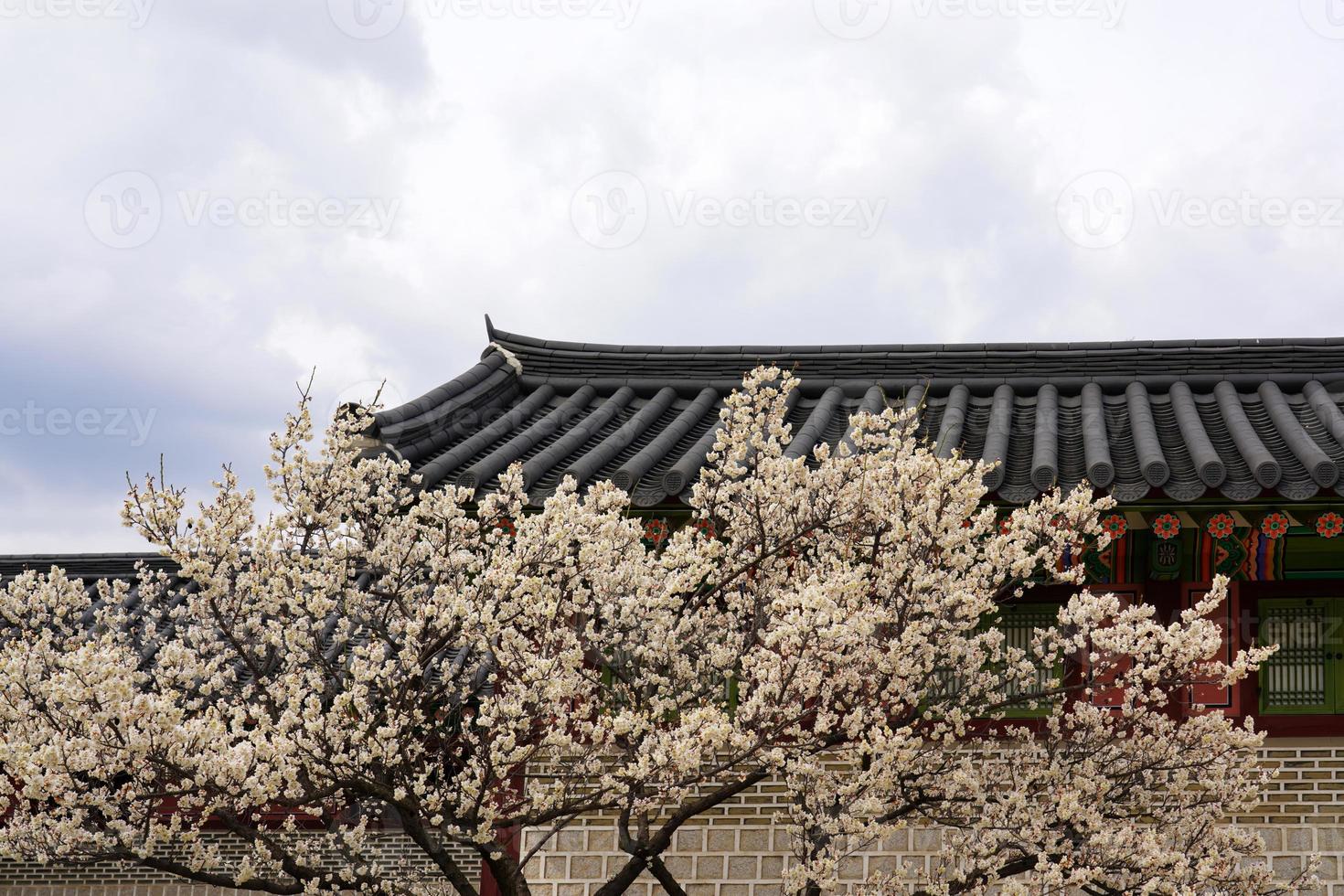 Spring flower plum,A blooming plum flower photo