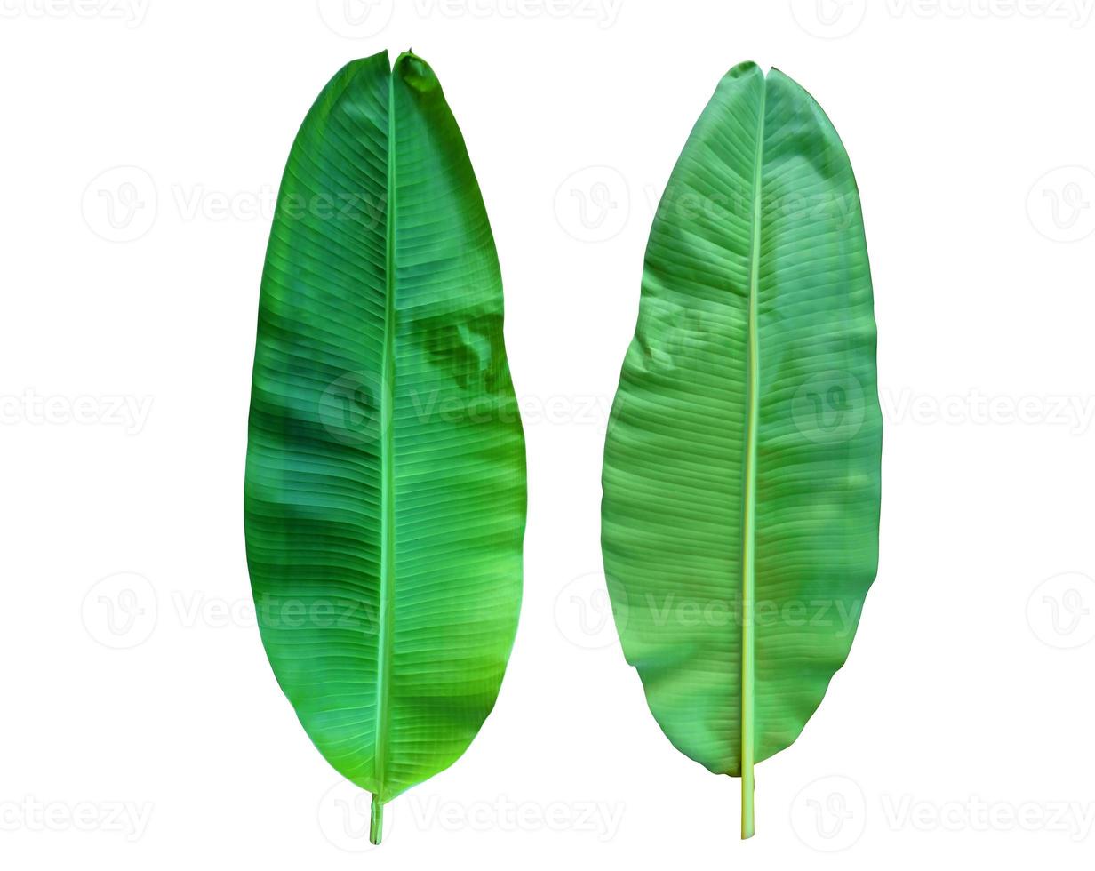 Banana leaves  isolated on white background with clipping path photo