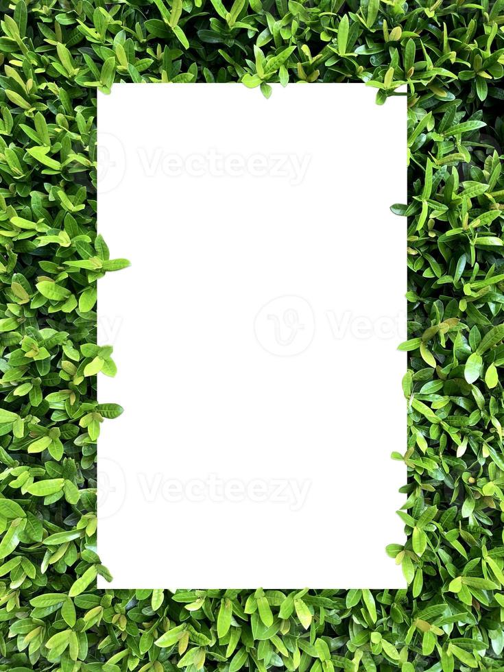 Top view nature concept, Paper frame layout note, Flat lay on green Leaves background photo