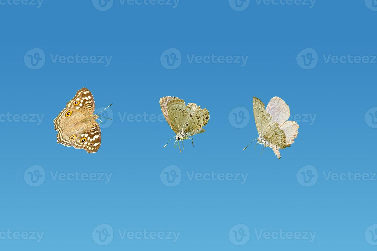 Set of butterflys on isolated blue background with clipping mask. photo