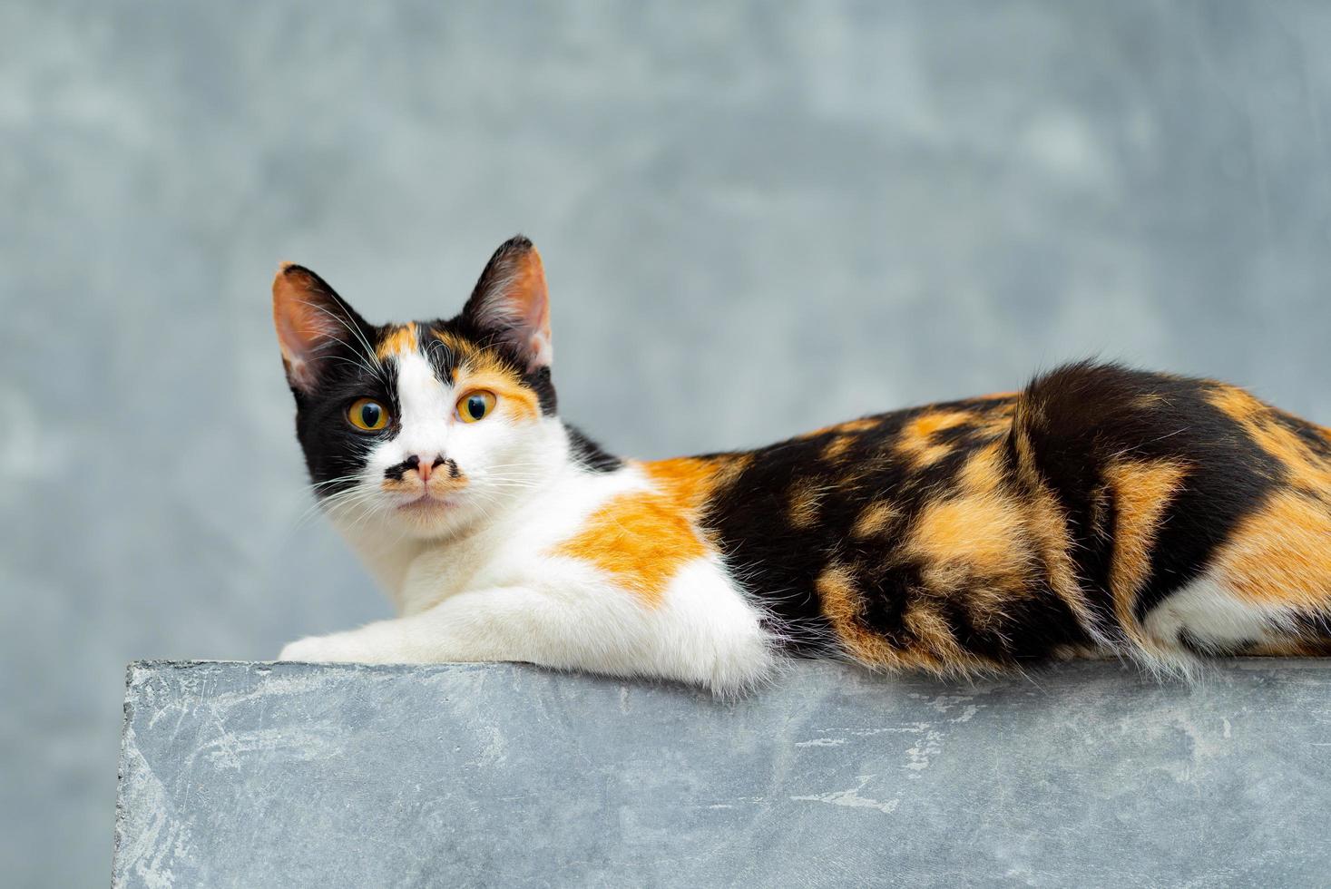 Three colored cats sitting on a loft plaster wall. photo