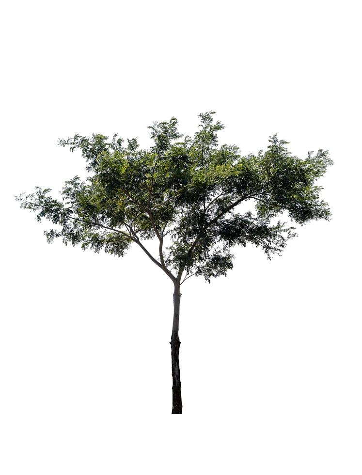 Tree isolated on white background with clipping path, Single tree photo