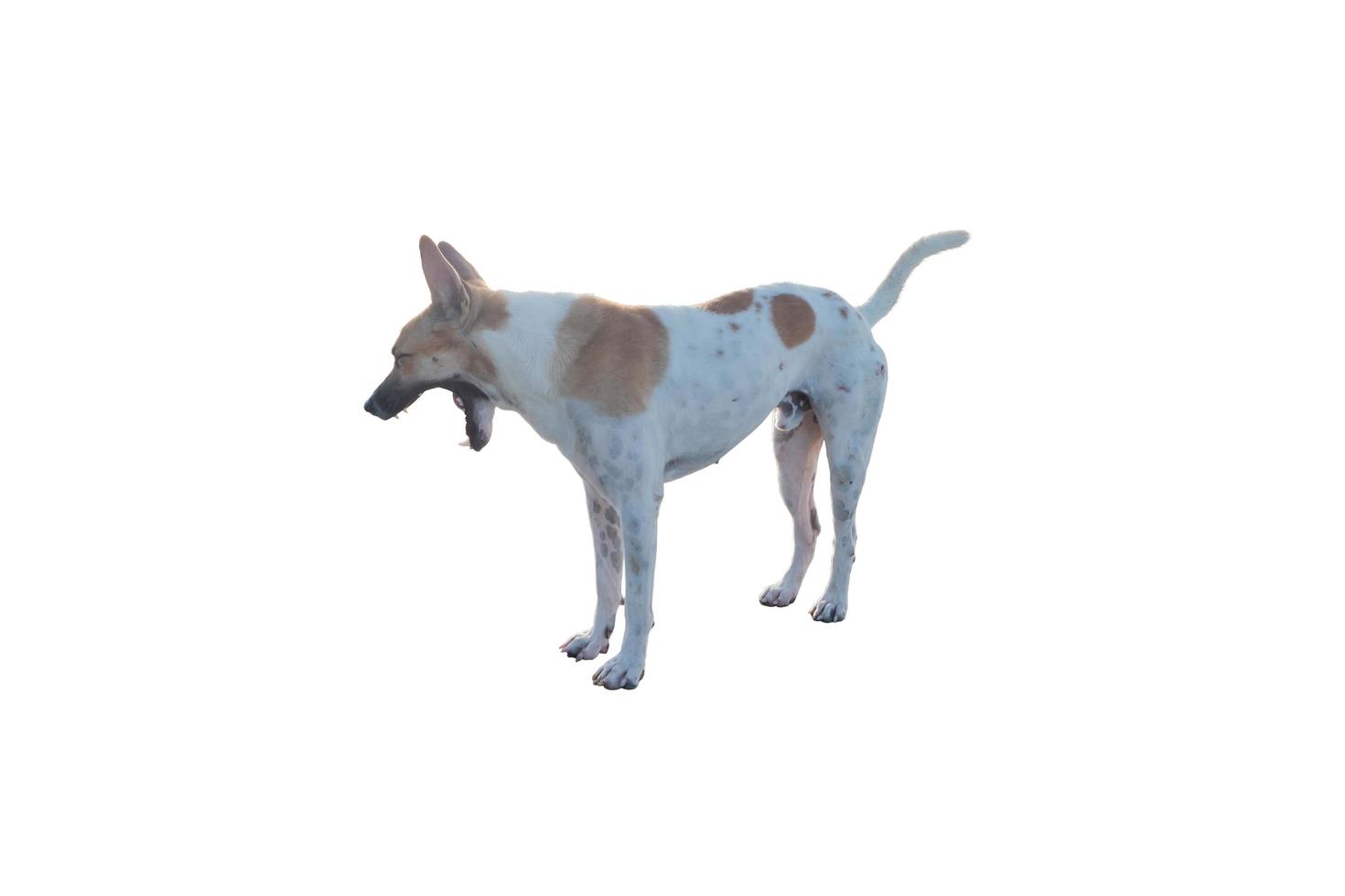 Dog or puppy isolated on white background with clipping path photo