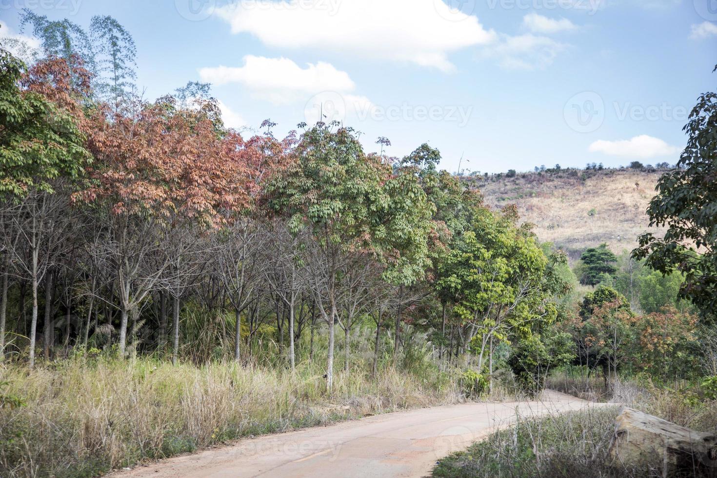 montaña del paisaje en el camino humano foto