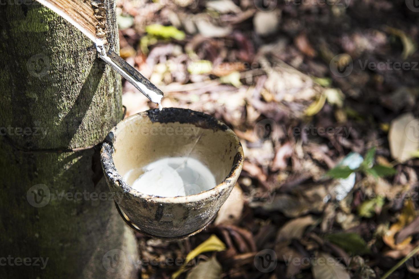 gota de látex del árbol de caucho foto