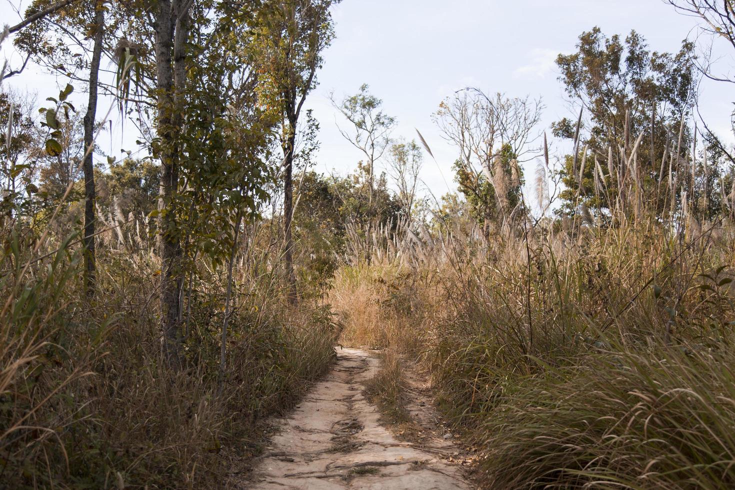 off road way to jungle photo