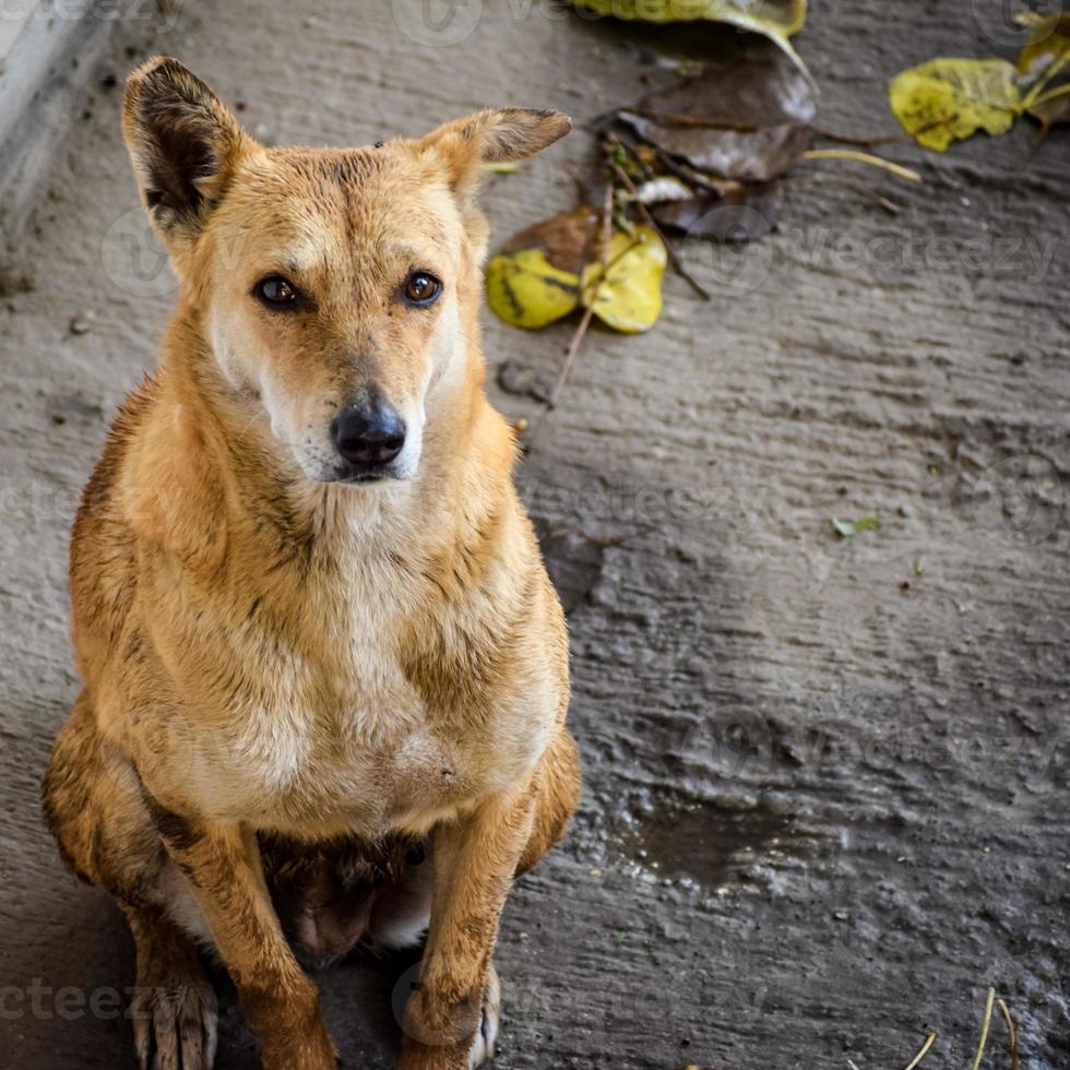 Street dog searching for some amazing food, Dog in old delhi area Chandni Chowk in New Delhi, India, Delhi Street Photography photo