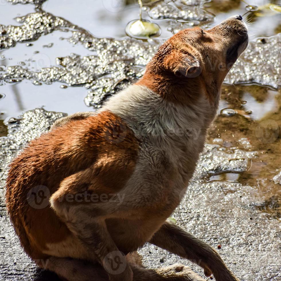 perro callejero en busca de comida increíble, perro en el área de vieja delhi chandni chowk en nueva delhi, india, fotografía callejera de delhi foto