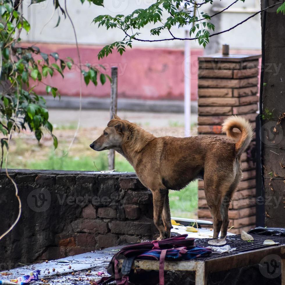 Street dog searching for some amazing food, Dog in old delhi area Chandni Chowk in New Delhi, India, Delhi Street Photography photo