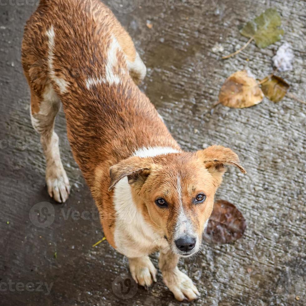 Street dog searching for some amazing food, Dog in old delhi area Chandni Chowk in New Delhi, India, Delhi Street Photography photo