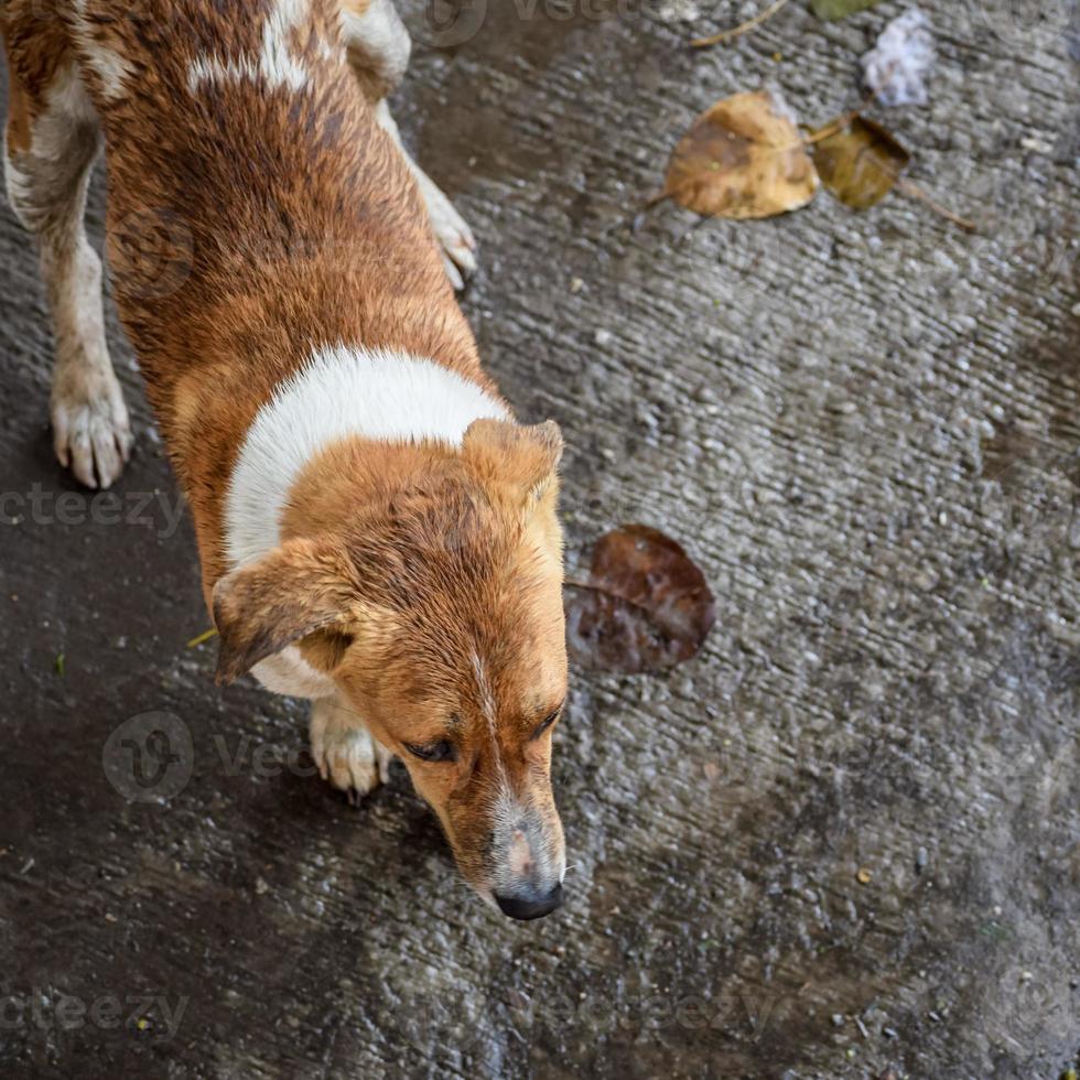 Street dog searching for some amazing food, Dog in old delhi area Chandni Chowk in New Delhi, India, Delhi Street Photography photo