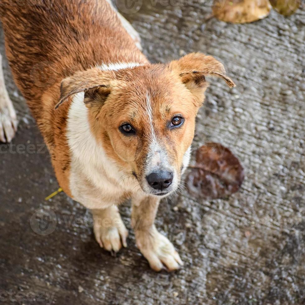 Street dog searching for some amazing food, Dog in old delhi area Chandni Chowk in New Delhi, India, Delhi Street Photography photo