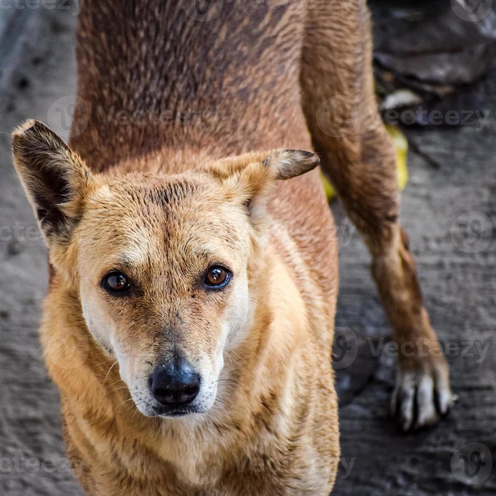 perro callejero en busca de comida increíble, perro en el área de vieja delhi chandni chowk en nueva delhi, india, fotografía callejera de delhi foto