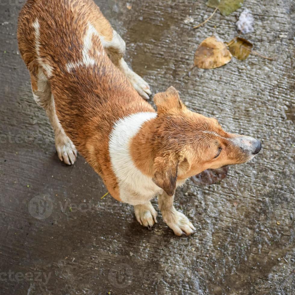 Street dog searching for some amazing food, Dog in old delhi area Chandni Chowk in New Delhi, India, Delhi Street Photography photo