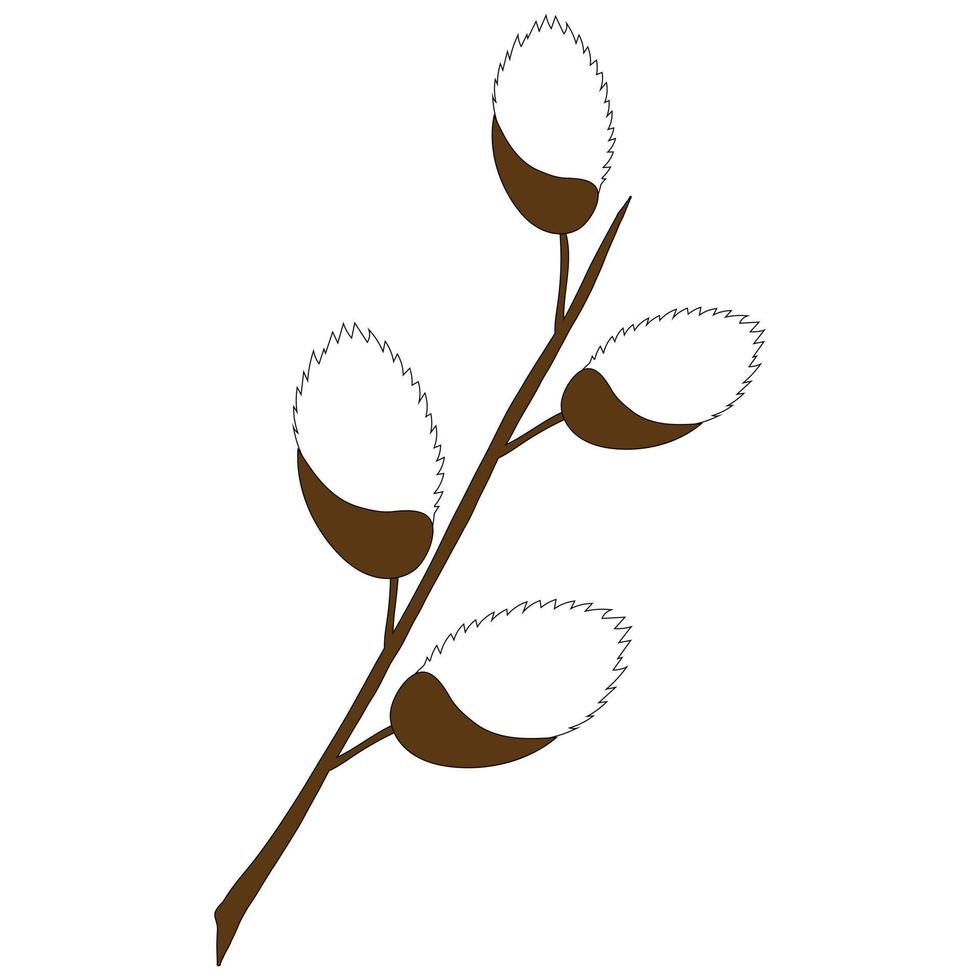 willow branch on a white background. flat illustration for design. vector