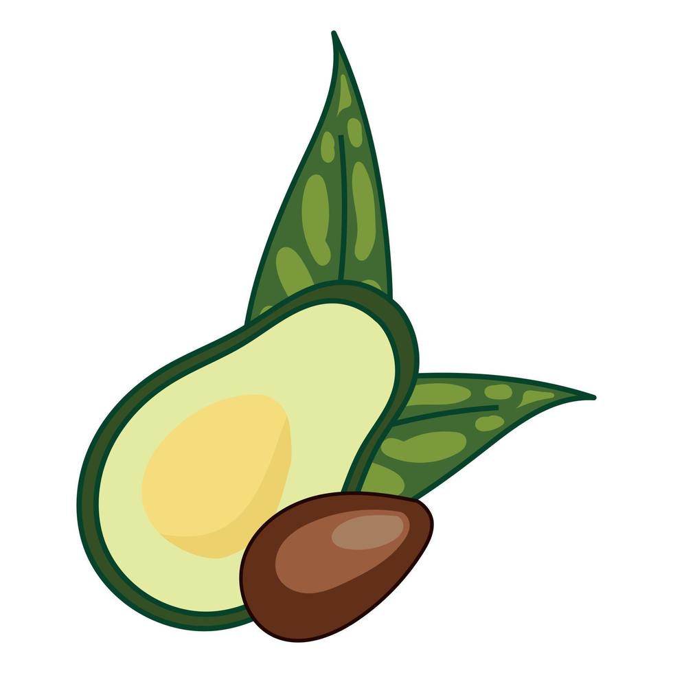 aguacate en un corte con una piedra, sobre el fondo de las hojas, aislado sobre fondo blanco. vector