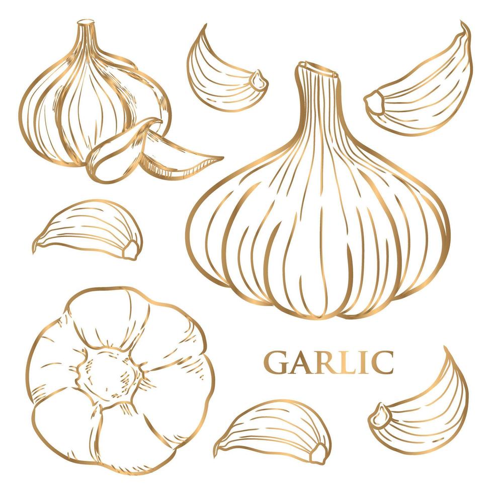 Vector hand drawn gold set of garlic. Herbs and spices sketch illustration