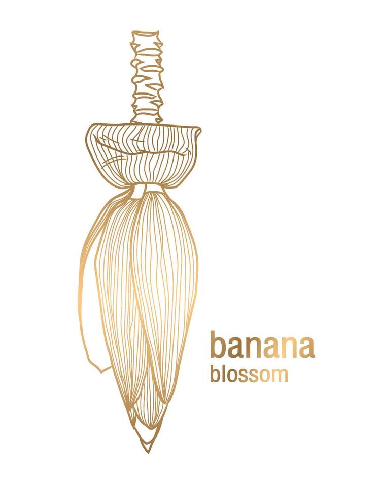 vector golden banana blossom on a white background