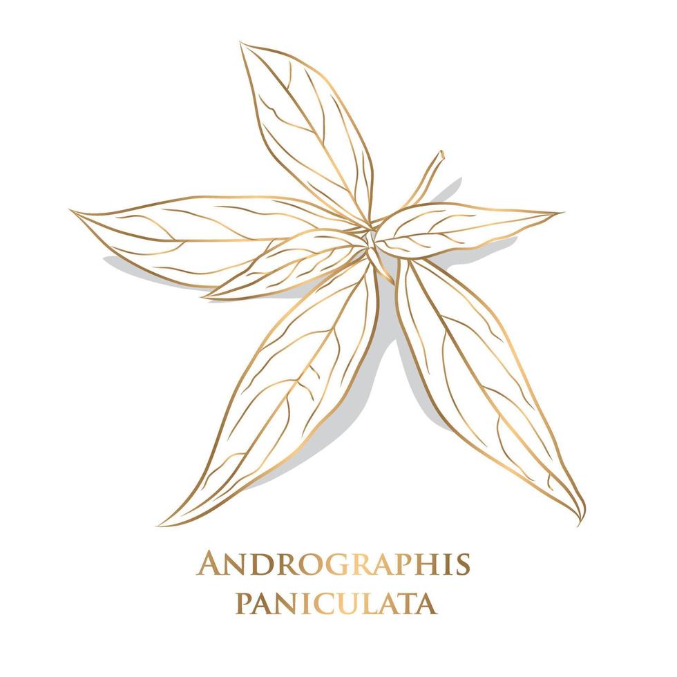 vector. gold Vegetable and Herb, Hand Drawn Illustration of Kariyat or Andrographis Paniculata Plants. Ayurveda Herbal Medicine Used to Treat Infections and Some Diseases. vector