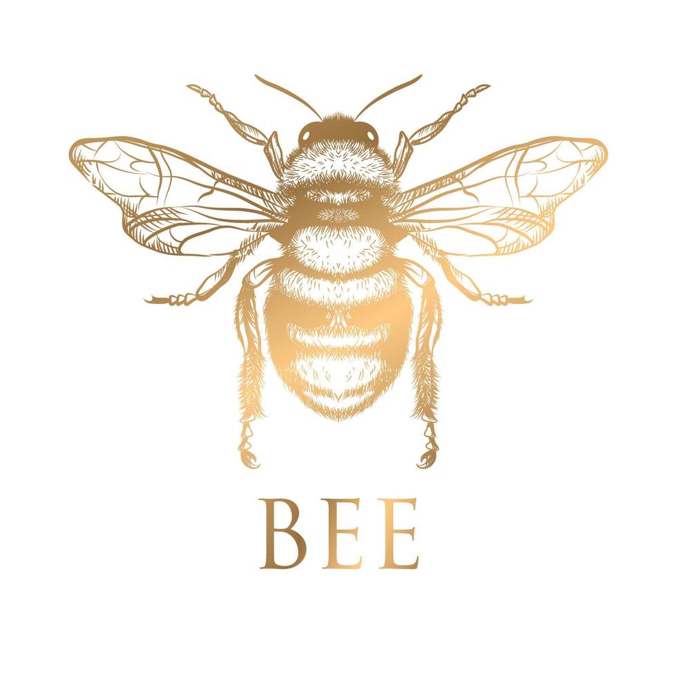 honey bee drawing gold on a white background vector