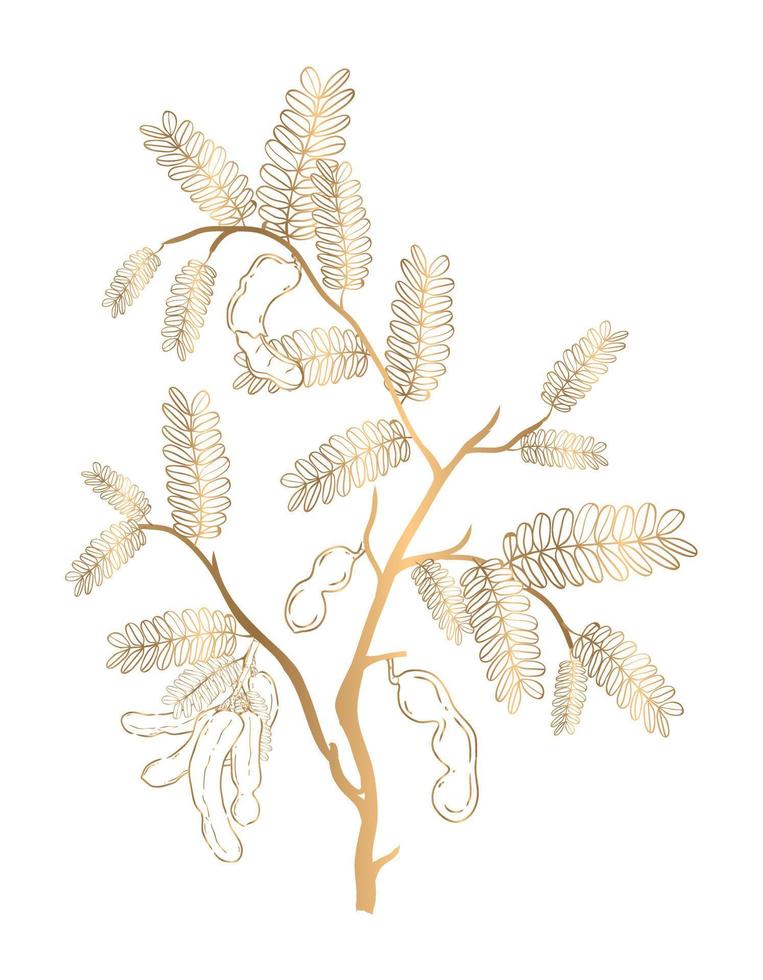 vector golden tamarind on a white background